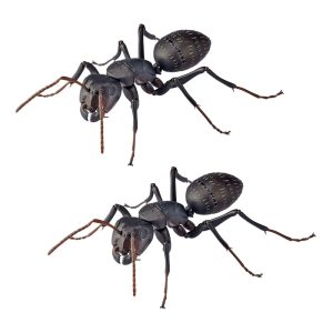 REVO GEO Black Carpenter Ant figurine